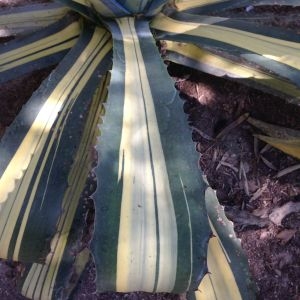 Photographie n°190363 du taxon Agave americana L. [1753]