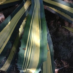 Photographie n°190365 du taxon Agave americana L. [1753]