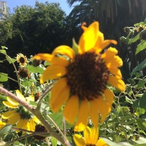 Photographie n°190369 du taxon Helianthus annuus L. [1753]