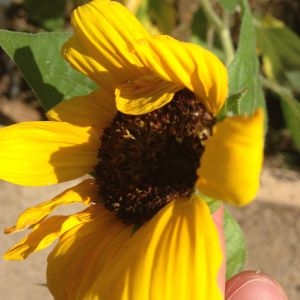 Photographie n°190371 du taxon Helianthus annuus L. [1753]