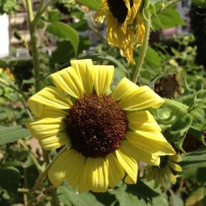 Photographie n°190373 du taxon Helianthus annuus L. [1753]