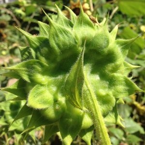 Photographie n°190375 du taxon Helianthus annuus L. [1753]