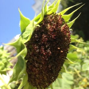 Photographie n°190376 du taxon Helianthus annuus L. [1753]