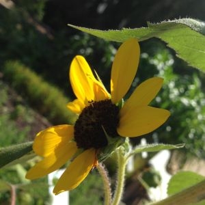 Photographie n°190377 du taxon Helianthus annuus L. [1753]