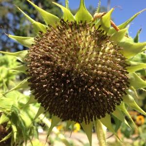 Photographie n°190378 du taxon Helianthus annuus L. [1753]