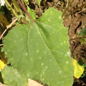 Photographie n°190382 du taxon Helianthus annuus L. [1753]