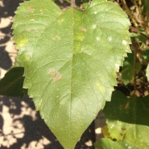 Photographie n°190386 du taxon Helianthus annuus L. [1753]