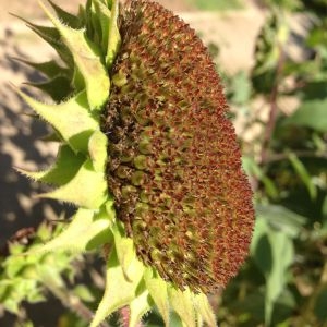 Photographie n°190387 du taxon Helianthus annuus L. [1753]