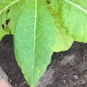 Photographie n°190396 du taxon Nicotiana tabacum L. [1753]