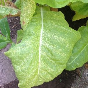 Photographie n°190398 du taxon Nicotiana tabacum L. [1753]