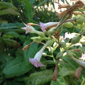 Photographie n°190404 du taxon Nicotiana tabacum L. [1753]