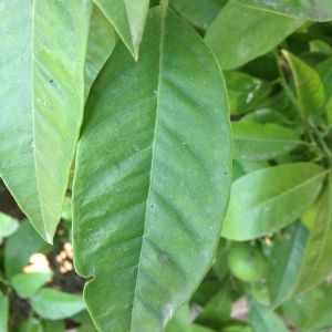 Photographie n°190480 du taxon Citrus sinensis (L.) Osbeck [1757]