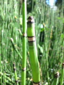 Hervé GOËAU, le 26 septembre 2013 (Valencia (Jardin botanique))