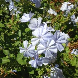 Photographie n°190597 du taxon Plumbago capensis Thunb. [1794]