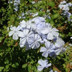 Photographie n°190598 du taxon Plumbago capensis Thunb. [1794]