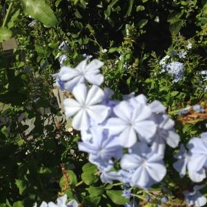 Photographie n°190600 du taxon Plumbago capensis Thunb. [1794]