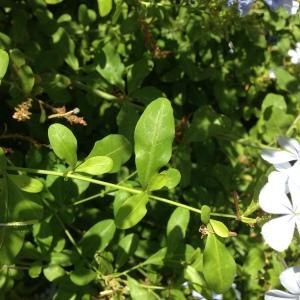 Photographie n°190604 du taxon Plumbago capensis Thunb. [1794]