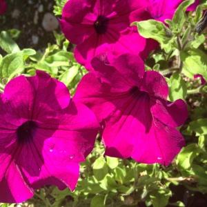 Photographie n°190636 du taxon Petunia x hybrida (Hook.f.) Vilm. [1863]