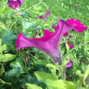  - Petunia x hybrida (Hook.f.) Vilm. [1863]