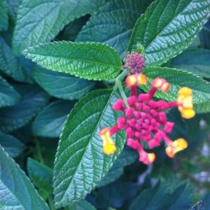 Photographie n°190642 du taxon Lantana camara L. [1753]