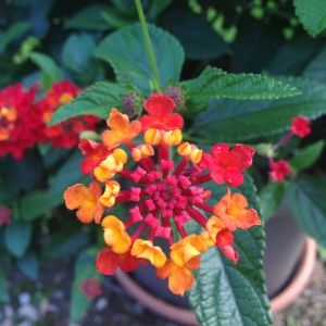 Photographie n°190644 du taxon Lantana camara L. [1753]