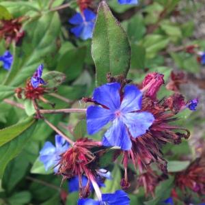 Photographie n°190647 du taxon Ceratostigma plumbaginoides Bunge [1833]