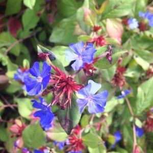 Photographie n°190649 du taxon Ceratostigma plumbaginoides Bunge [1833]