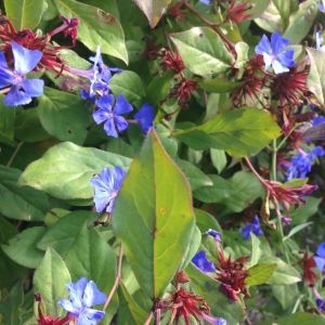  - Ceratostigma plumbaginoides Bunge [1833]