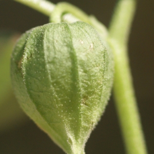  - Physalis viscosa L. [1753]