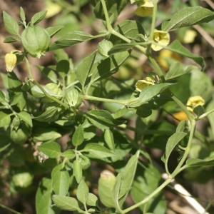  - Physalis viscosa L. [1753]