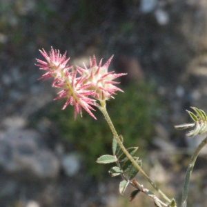 Photographie n°190694 du taxon Onobrychis caput-galli (L.) Lam. [1779]