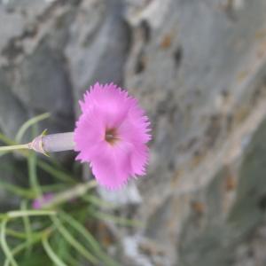 Photographie n°190715 du taxon Dianthus saxicola Jord. [1852]