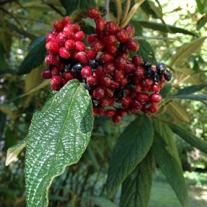 Photographie n°190724 du taxon Viburnum rhytidophyllum Hemsl. [1888]