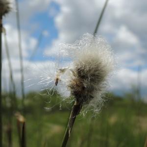 Photographie n°190725 du taxon Eriophorum vaginatum L. [1753]