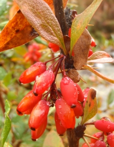 Genevieve Botti, le  6 octobre 2013 (Ceillac (Vallon du Mélezet))