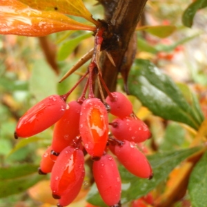 Photographie n°190738 du taxon Berberis vulgaris L. [1753]