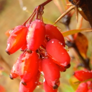 Photographie n°190741 du taxon Berberis vulgaris L. [1753]