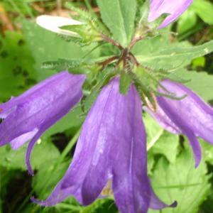 Photographie n°190755 du taxon Campanula L. [1753]