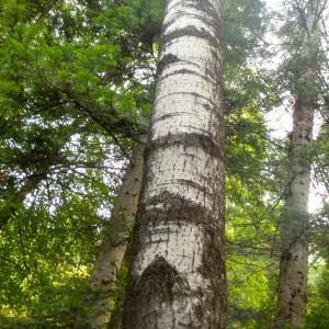 Photographie n°190764 du taxon Populus tremula L. [1753]