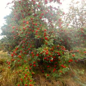 Photographie n°190766 du taxon Sorbus aucuparia L. [1753]