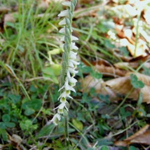 Photographie n°190772 du taxon Spiranthes spiralis (L.) Chevall. [1827]