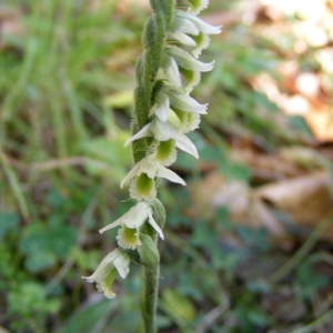 Photographie n°190773 du taxon Spiranthes spiralis (L.) Chevall.