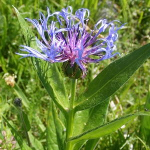 Centaurea montana L. (Bleuet des montagnes)