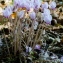  Célia TERRET - Cyclamen hederifolium Aiton [1789]