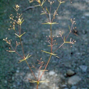 Photographie n°190782 du taxon Galium setaceum Lam. [1788]