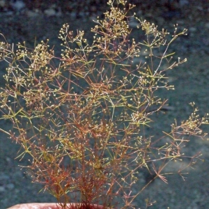Galium microcarpum Vahl (Gaillet à feuilles sétacées)
