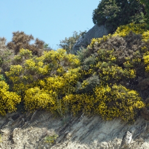  - Genista acanthoclada DC.