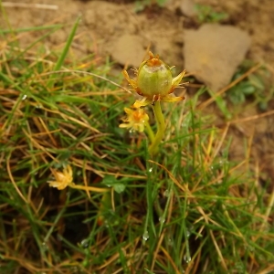 Photographie n°190803 du taxon Parnassia palustris L. [1753]