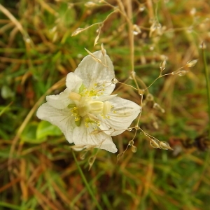 Photographie n°190811 du taxon Parnassia palustris L. [1753]