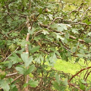 Photographie n°190815 du taxon Crataegus monogyna Jacq. [1775]